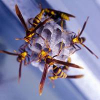 Bee Control Crew image 1